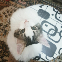 Tekir Kedi, Kedi  Barni fotoğrafı