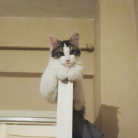 Tekir Kedi, Kedi  Barni fotoğrafı