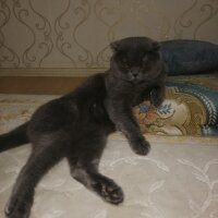 Scottish Fold, Kedi  Dora fotoğrafı