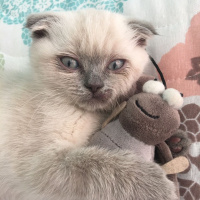 Scottish Fold, Kedi  Missy fotoğrafı