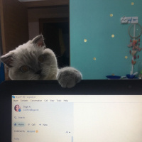 Scottish Fold, Kedi  Missy fotoğrafı