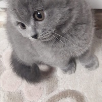 Brazilian Shorthair, Kedi  Duman fotoğrafı