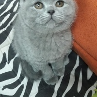 Brazilian Shorthair, Kedi  Duman fotoğrafı