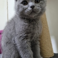 Brazilian Shorthair, Kedi  Duman fotoğrafı