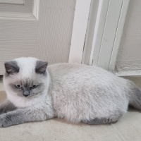Colorpoint Shorthair, Kedi  Mırmır fotoğrafı