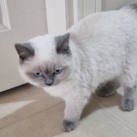Colorpoint Shorthair, Kedi  Mırmır fotoğrafı