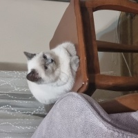 Colorpoint Shorthair, Kedi  Mırmır fotoğrafı
