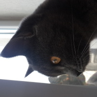 Korat, Kedi  Zeytin fotoğrafı