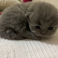 British Shorthair, Kedi  Michelle fotoğrafı