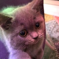 British Shorthair, Kedi  Michelle fotoğrafı