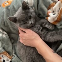 British Shorthair, Kedi  Michelle fotoğrafı