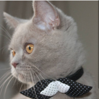 British Shorthair, Kedi  Gırgır fotoğrafı