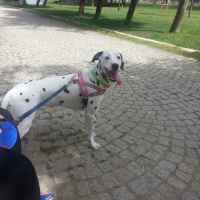 Dalmatian, Köpek  Mia fotoğrafı