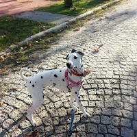 Dalmatian, Köpek  Mia fotoğrafı