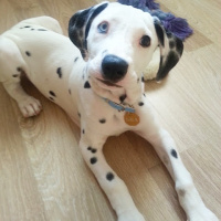 Dalmatian, Köpek  Mia fotoğrafı