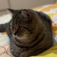 British Shorthair, Kedi  Haşmet fotoğrafı