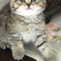 British Shorthair, Kedi  Haşmet fotoğrafı