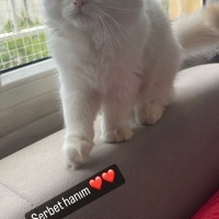 British Shorthair, Kedi  Haşmet fotoğrafı