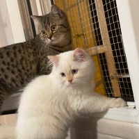 British Shorthair, Kedi  Haşmet fotoğrafı