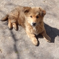 Golden Retriever, Köpek  gofret fotoğrafı