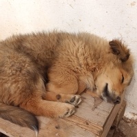 Golden Retriever, Köpek  gofret fotoğrafı
