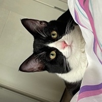 Tuxedo (Smokin) Kedi, Kedi  Karlos fotoğrafı