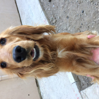 İngiliz Cocker Spaniel, Köpek  Kofi fotoğrafı