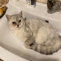 British Shorthair, Kedi  Pamuk fotoğrafı