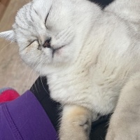 British Shorthair, Kedi  Pamuk fotoğrafı