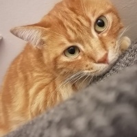 Sarman, Kedi  Sanslí fotoğrafı