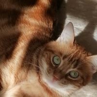 Sarman, Kedi  Sanslí fotoğrafı