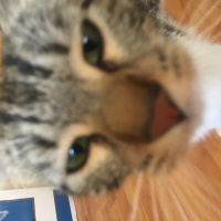 Tekir Kedi, Kedi  Hera fotoğrafı