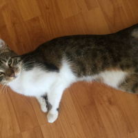 Tekir Kedi, Kedi  Hera fotoğrafı