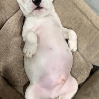 Fransız Bulldog, Köpek  REX fotoğrafı