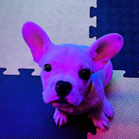 Fransız Bulldog, Köpek  REX fotoğrafı