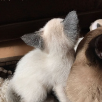 Siyam Kedisi, Kedi  Angel fotoğrafı