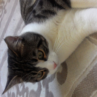Tekir Kedi, Kedi  Paşa fotoğrafı