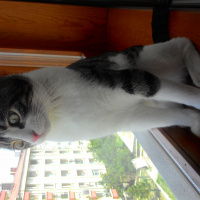 Tekir Kedi, Kedi  Paşa fotoğrafı
