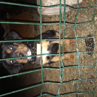 Rottweiler, Köpek  Hürrem fotoğrafı