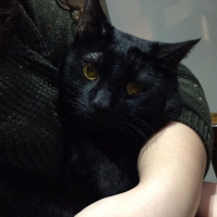Bombay, Kedi  gece fotoğrafı