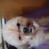 Shih Tzu, Köpek  Miley Angel fotoğrafı