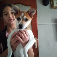 Jack Russell Terrier, Köpek  Tarçın fotoğrafı