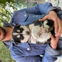 Sibirya Kurdu (Husky), Köpek  Kuzey fotoğrafı