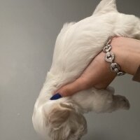 Maltese, Köpek  Zeus fotoğrafı