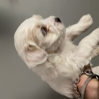 Maltese, Köpek  Zeus fotoğrafı