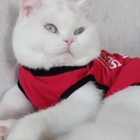 British Shorthair, Kedi  Mia fotoğrafı
