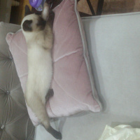 Siyam Kedisi, Kedi  karemel fotoğrafı