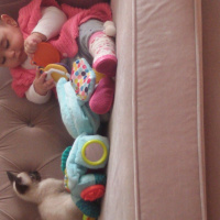 Siyam Kedisi, Kedi  karemel fotoğrafı
