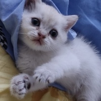 British Shorthair, Kedi  Duman fotoğrafı