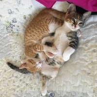 Tekir Kedi, Kedi  Çiko - Lokum fotoğrafı
